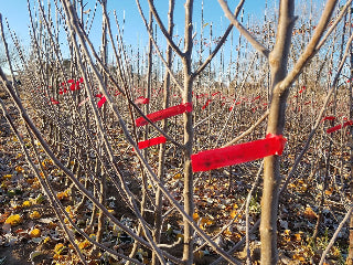 Disease Resistant Trees