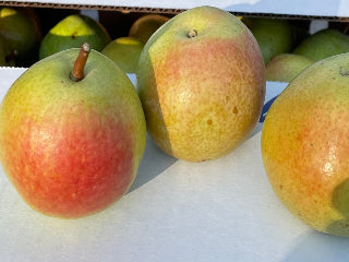 Belle de Bruxelles Pear