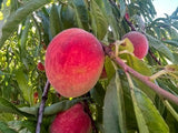 white fleshed peach