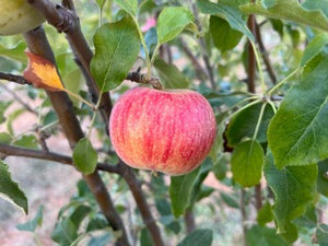 Bethel  Apple Tree