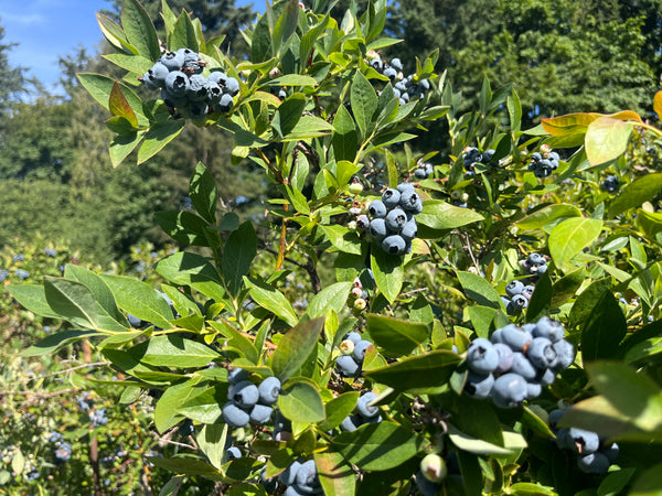 Blueberry Bundle