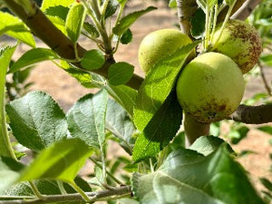 Bramtot Apple Tree