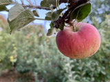 Calville Rouge Apple