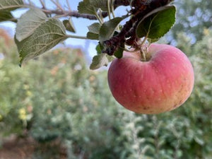 Honeycrisp Apple – Trees of Antiquity