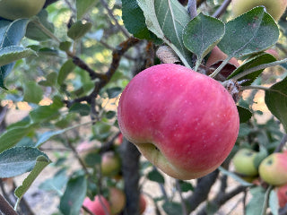 Calville Rouge Apple