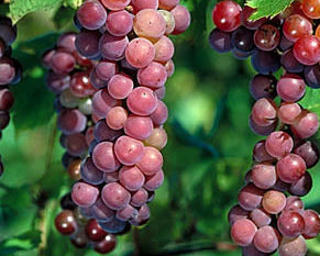 Bunches of purple grapes on a vine with green leaves.