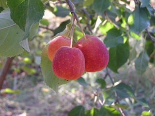organic apple tree nursery