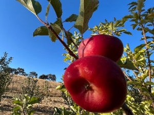 Crimson Gold Apple