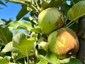 Honeycrisp Apple – Trees of Antiquity