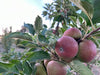Dabinett Apple Tree