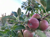 Dabinett Apple Tree