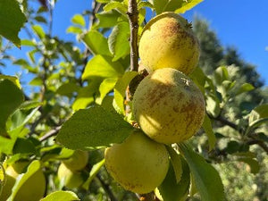 Honeycrisp Apple – Trees of Antiquity