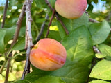 laxton plum trees of antiquity