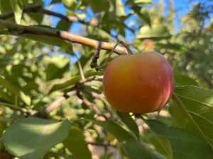 Eden Apple Tree