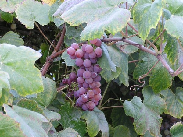 Bunch of grapes on a vine with green leaves