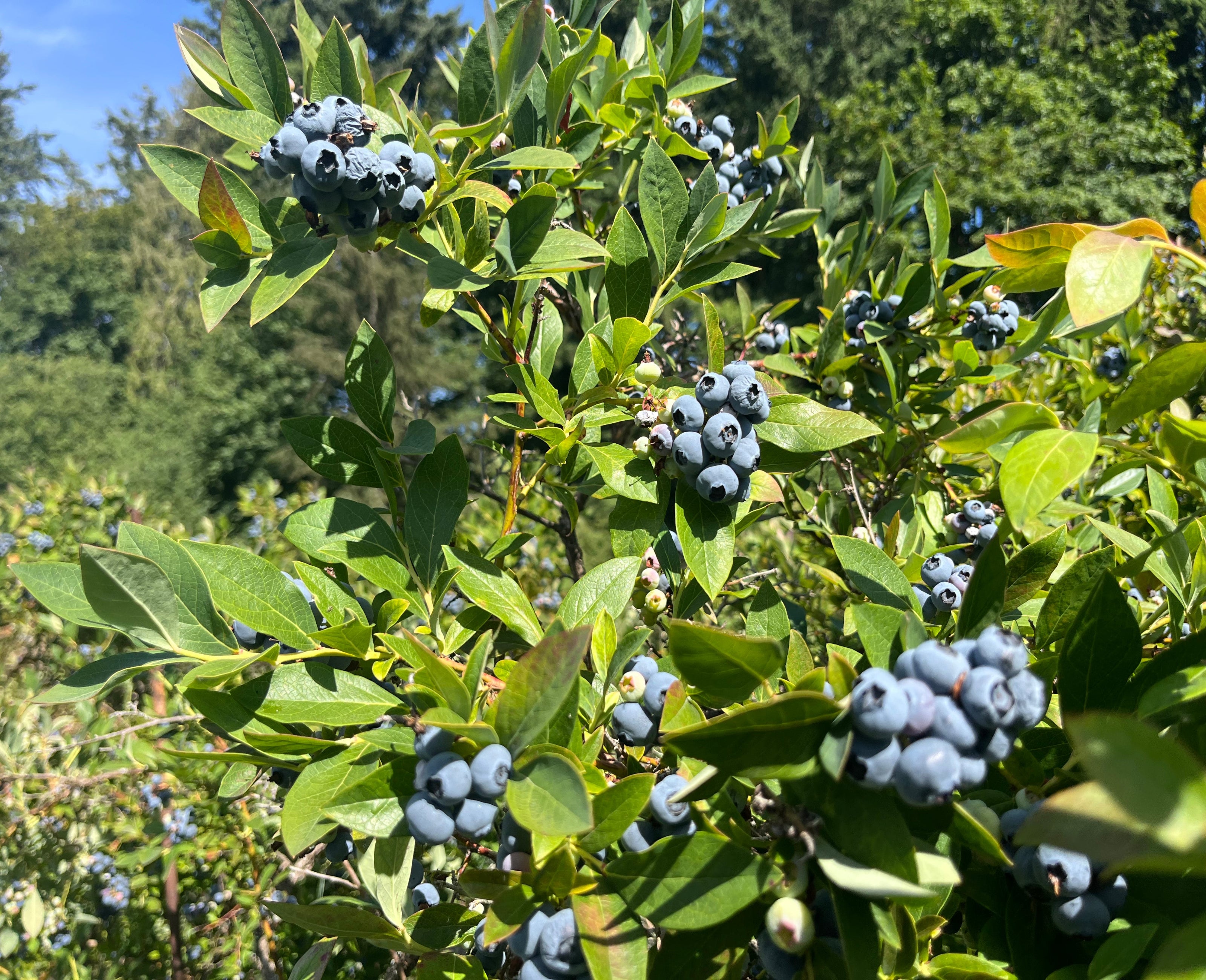 Blueberries growing on a bush with green leaves