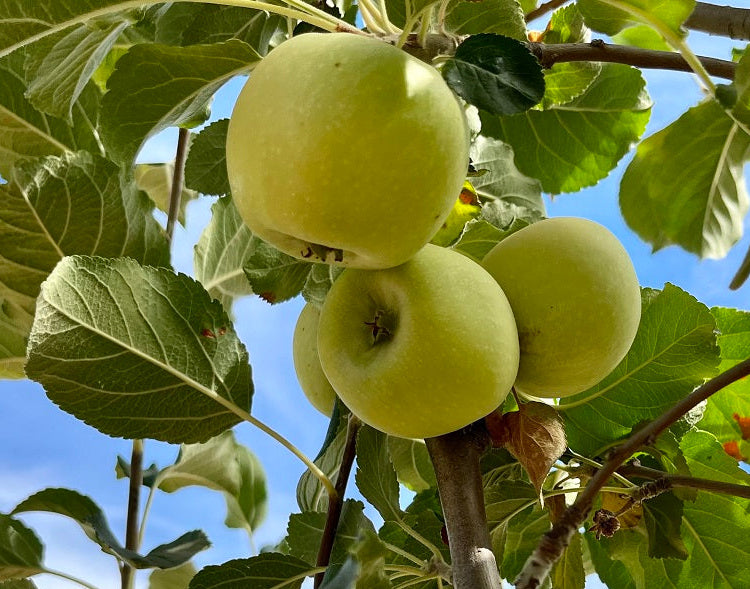 Green apples on a tree branch with a clear blue sky in the background
