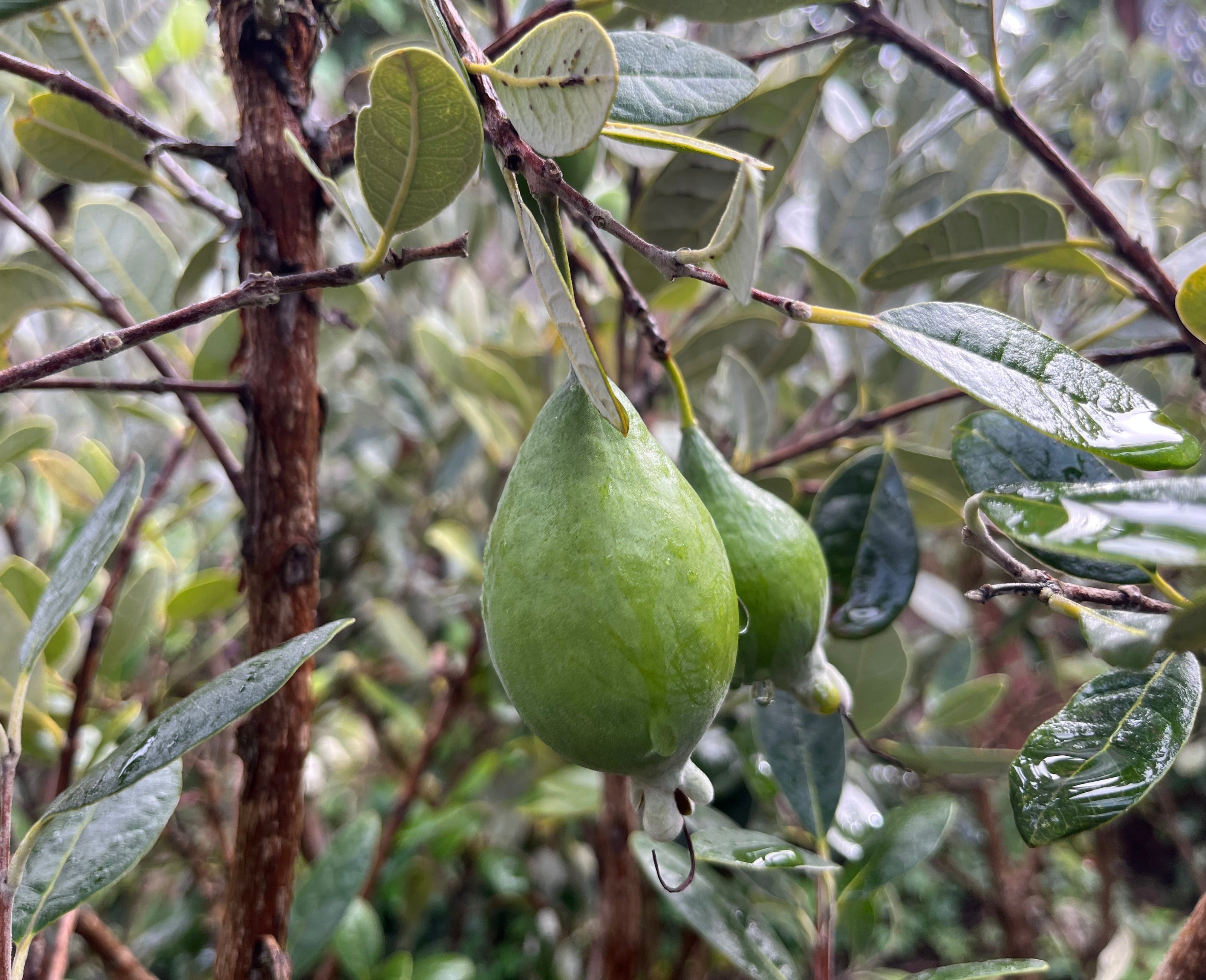 Green fruits on a tree branch with leaves
