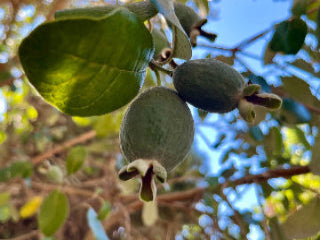 Takaka™ Feijoa