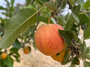 Fireside Apple Tree