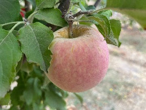 Fuji Apple Tree