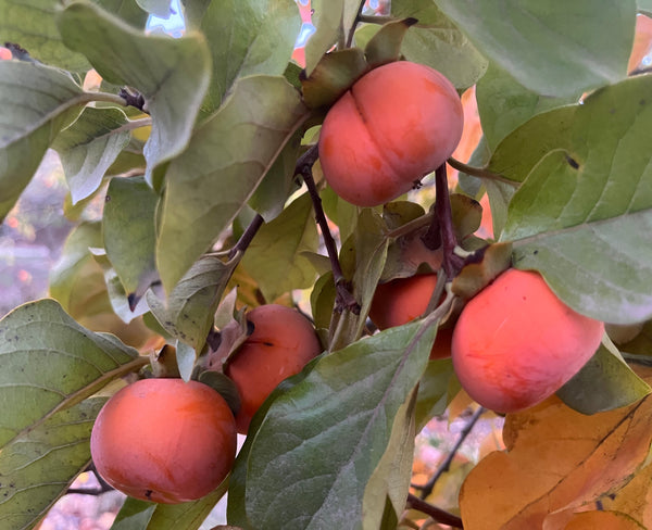 Fuyu Persimmon