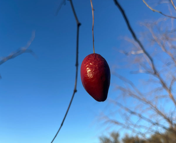 Red berry on a branch against a clear blue sky