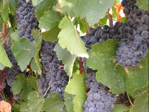Close-up of dark grapes on a vine with green leaves.