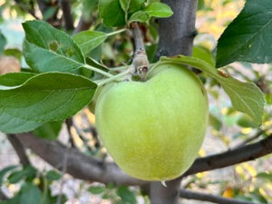Glockenapfel Apple