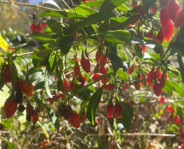 Red berries on a green bush with a blurred background