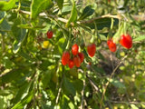 Goji Berry