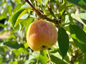 Golden Nugget Apple