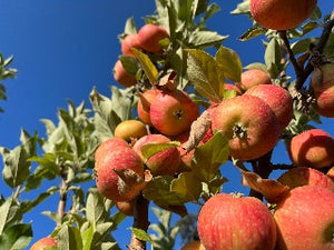 Granniwinkle Apple Tree