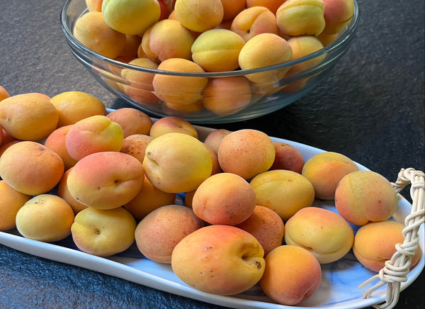 Harcot Apricot