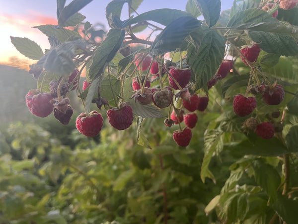 Raspberries on a bush with a blurred natural background