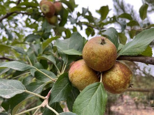 Hunt Russet Apple