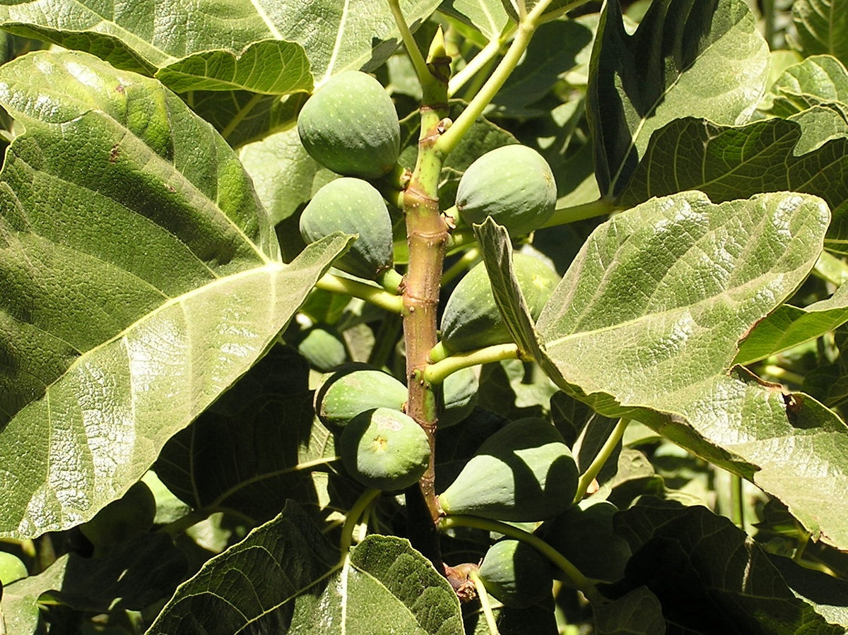 Fig Trees
