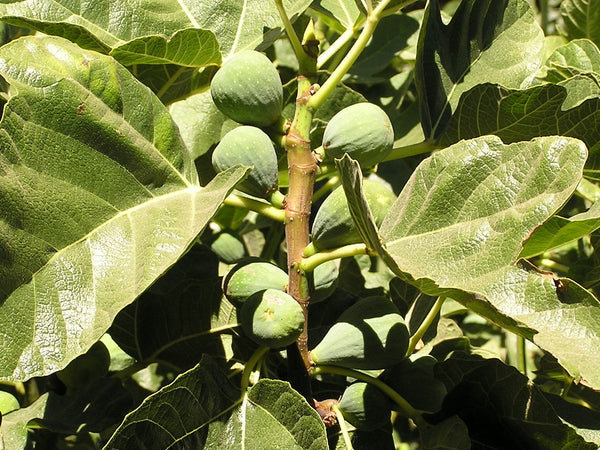 Italian Honey Fig