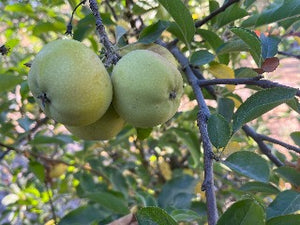 Jade Apple Tree