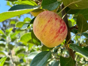 Honeycrisp Apple – Trees of Antiquity