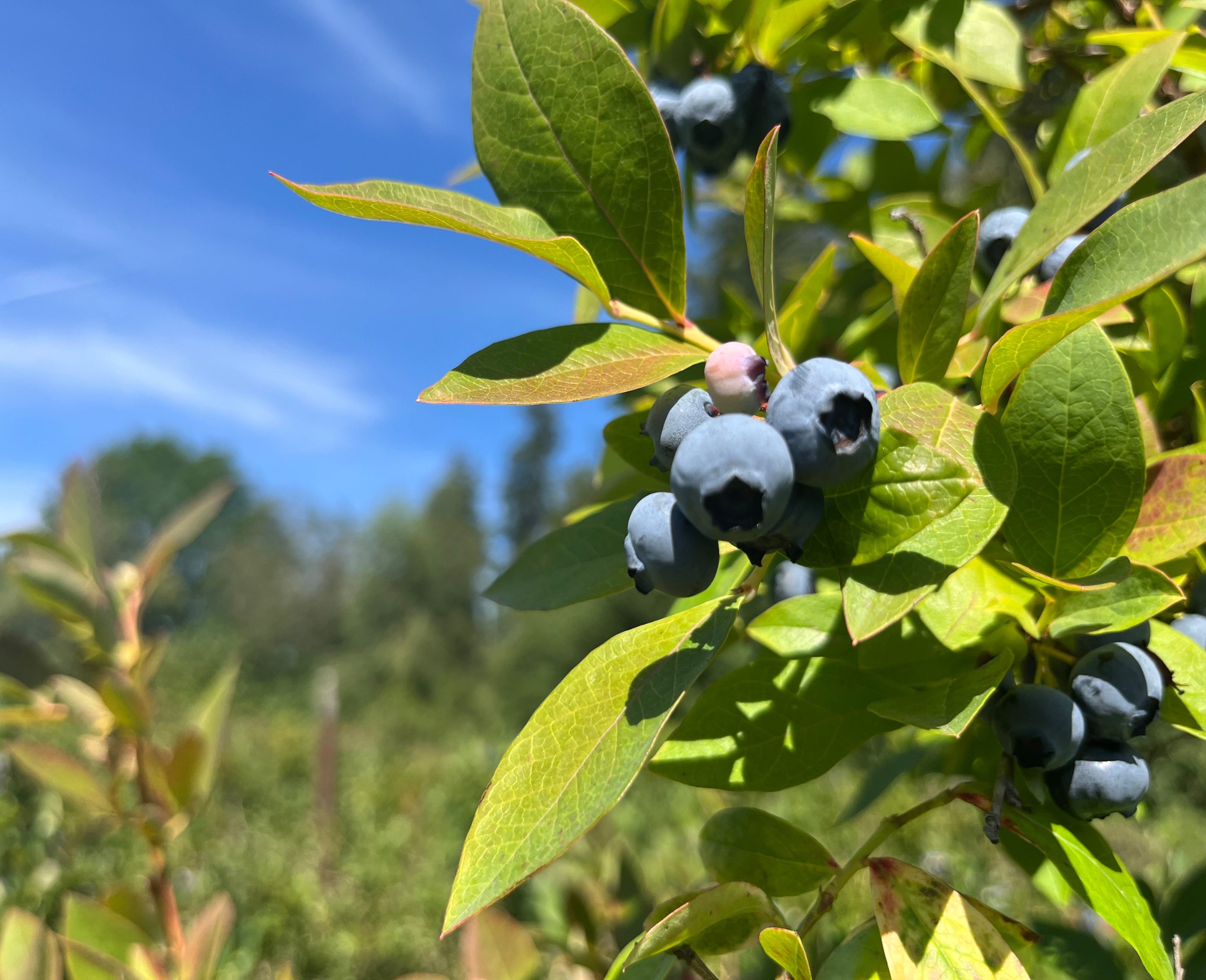 Blueberries on a bush with green leaves against a blue sky