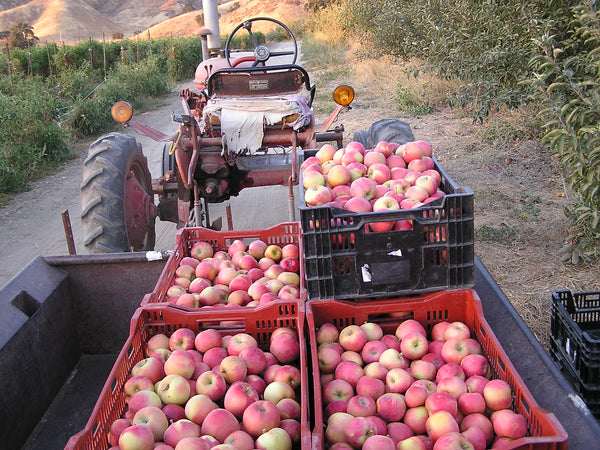 Tractor loaded with crates of apples in a field
