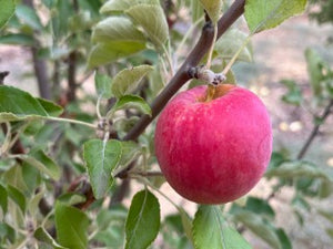 Jonathan Apple Tree