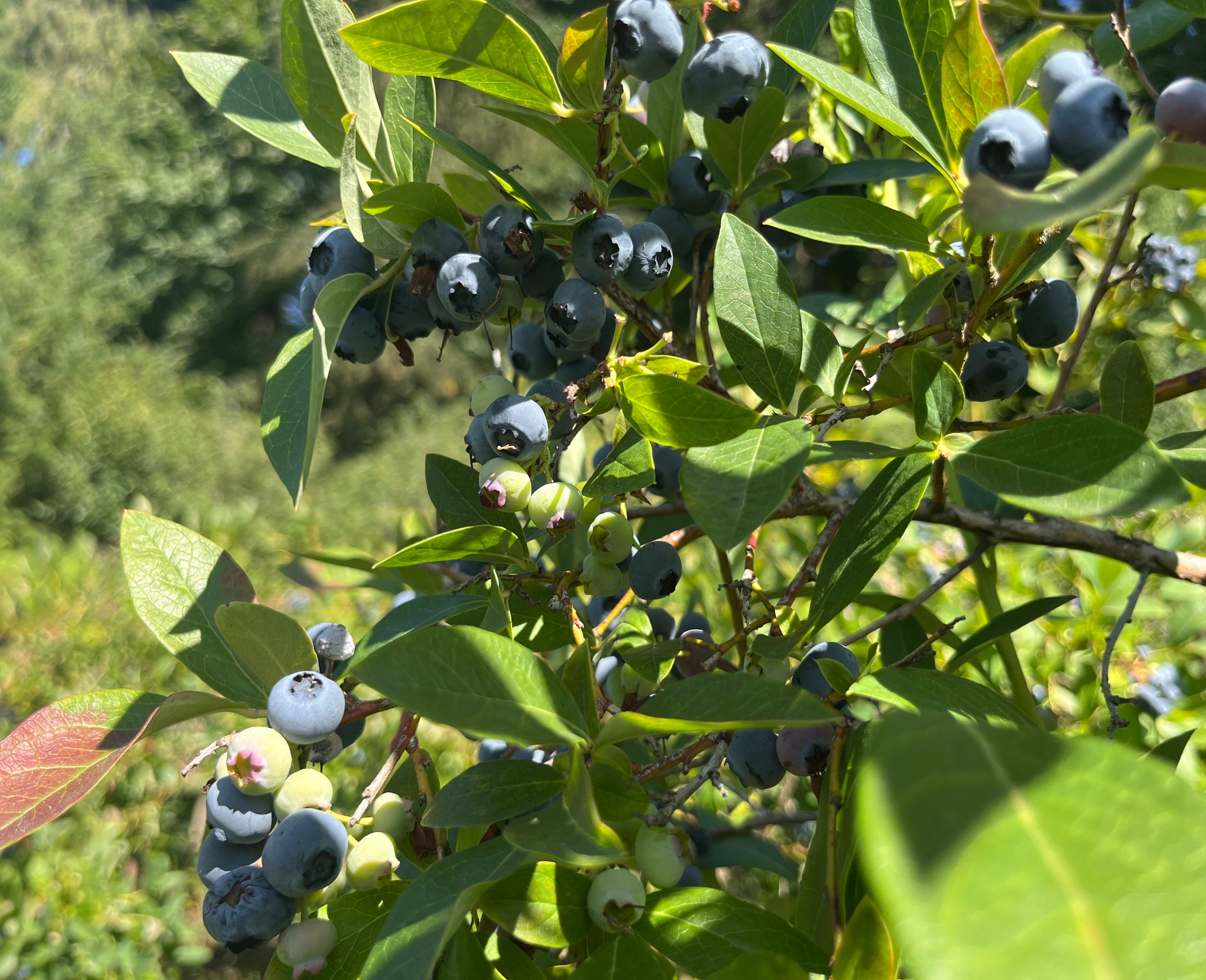 Blueberries on a bush with green leaves