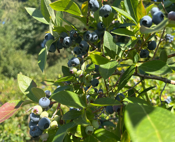 Blueberries on a bush with green leaves