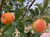 King of the Pippins