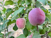 Liberty Apple Tree