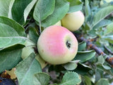 Maigold  Apple Tree