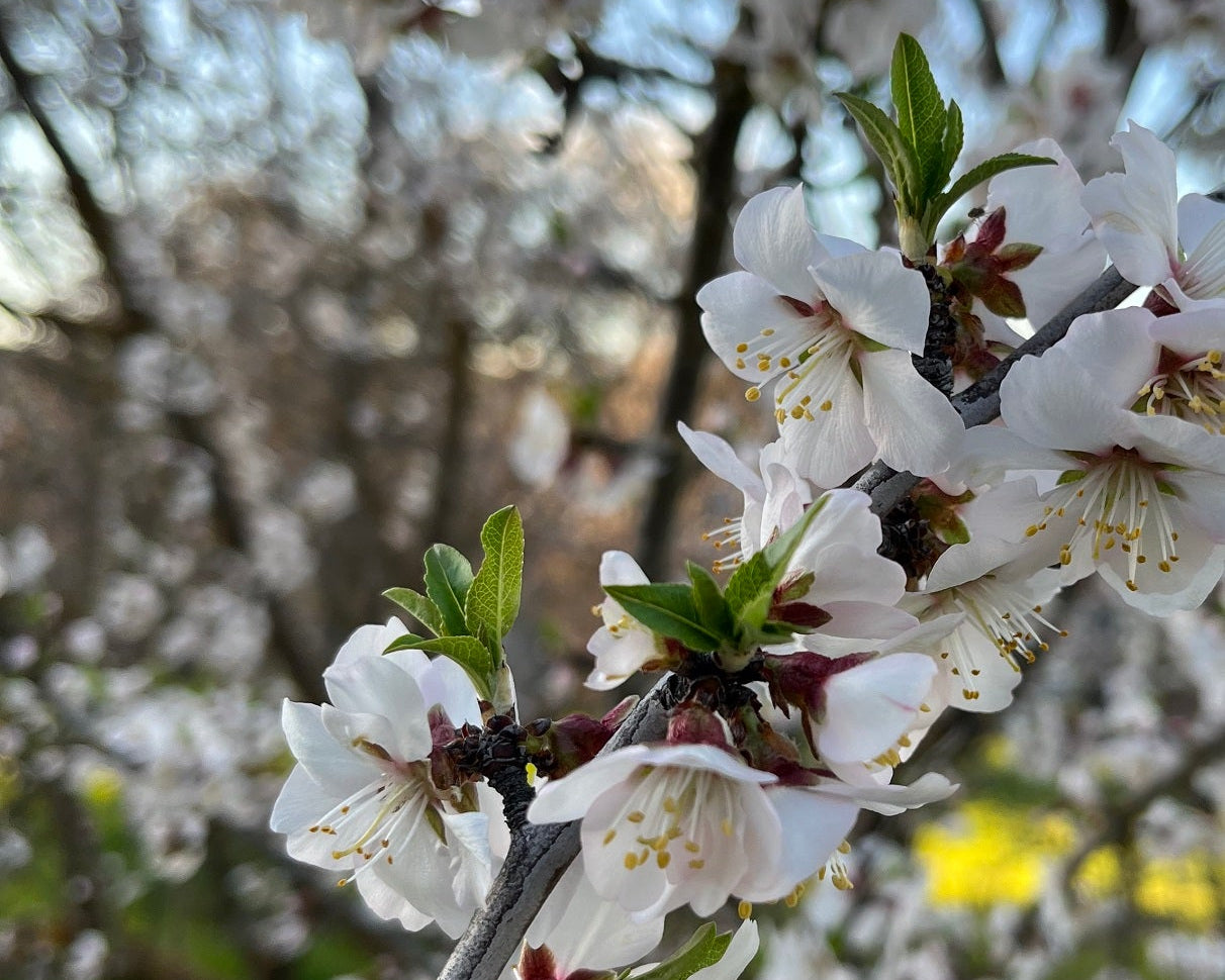 Branch of a tree with white flowers against a blurred natural background