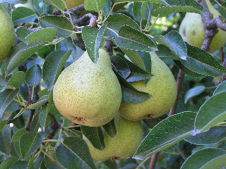Marie Louise Pear